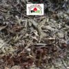 feuilles de thé vert Sencha coupées