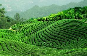 plantation de thé en asie